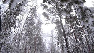 Гоняем на лыжах с собаками.  Дворняжки и ездовые метисы.  Сказочный зимний лес