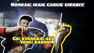 kembali berburu ikan gabus parit kenak babon