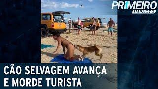 Cachorro selvagem surpreende banhista com mordida no bumbum  Primeiro Impacto 230623