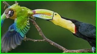 Toucans are PREDATORS that EAT PARROTS  Predatory Toucans Video Essay