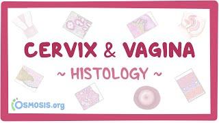 Cervix and vagina Histology