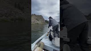 Streamer fishing for brown trout on the Missouri River