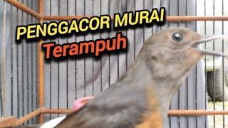 PENGGACOR MYRAI TERAMPUH PASTI LANGSUNG NYAUT GACOR DENGAR SUARA MURAI BETINA INI   #choelua #shama