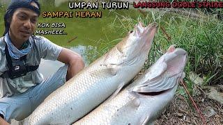 Rekor.. Pertama Mancing Kakap Putih Sampai Doble Strike Bikin Heran Orang Lain