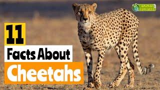 11 Facts About Cheetahs  - Learn All About Cheetahs - Animals for Kids - Educational Video