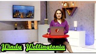 Windy Wellingtonia on TODAYS NEWS - TVOne Monday 29 January 2024