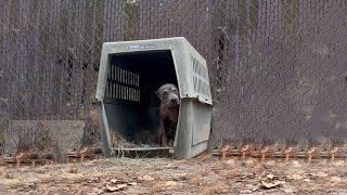 Every Day Faithful Dog Still Clings to The Cage Waiting for The Owner to Come Back to Pick Up Her