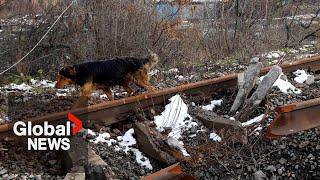 Canadian charity making sure No Dogs Left Behind in war-torn Ukraine