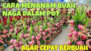 CARA MENANAM BUAH NAGA DALAM POT AGAR CEPAT BERBUAH DI HALAMAN RUMAH