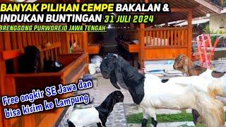 READY STOCK  UPDATE HARGA INDUKAN KAMBING ETAWA RAS KALIGESING TERBARU