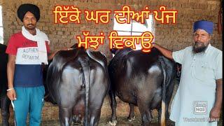 Five Murrah Buffalo for sale। ਇੱਕੋ ਘਰ ਦੀਆਂ ਪੰਜ ਮੱਝਾਂ ਵਿਕਾਉ। Heavy milker Buffalo for sale।jbs video।