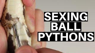 Complete Beginners Guide To Sexing Ball Pythons - Benjamins Exotics