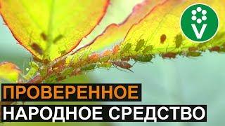 ТЛЯ? Забудьте о ее существовании