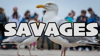 Savage Seaside Seagulls - Whitby Gulls Worse Than Ever 