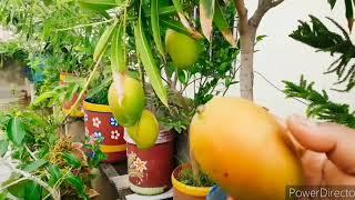 Mango plant in terrace garden