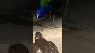 hawk attack on peacock#fight for life#nature #hawk#shikra #shikrahunting#sparrowhawk #goshawk#birds
