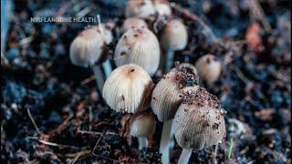 Psilocybin Treats Alcohol Use Disorder