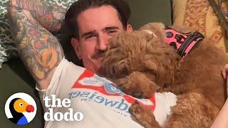 Goldendoodle Rescued From Puppy Mill Completely Transforms  The Dodo