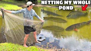 NETTING RELEASED PET FISH In My BACKYARD POND