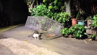 852完整版 Feral cat TNR Neighborhood Cats Drop Trap 20141002