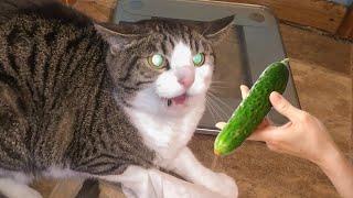Cats VS. Cucumbers Compilation - Cats Scared of Cucumbers  PETASTIC 