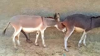 Donkey mating very nice video for animal breeding