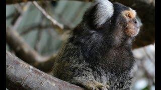 The Marmosets  Also Known As Zaris Are Twenty-Two New World Monkey Species Of The Genera