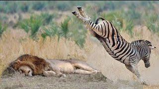 15 Zebras Interacting and Fighting With Other Animals in the Wild