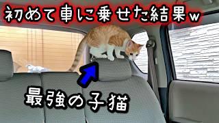 子猫を初めて車にのせてみたら衝撃の結果にw【保護猫】