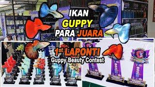 Ikan Guppy masuk Juara di Kontes 1st Laponti