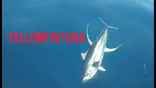 mancing yellowfin tuna monster laut Banda