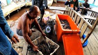 Masyaallah... Gak nyangka mancing udang galah bisa dapat segini banyaknya.