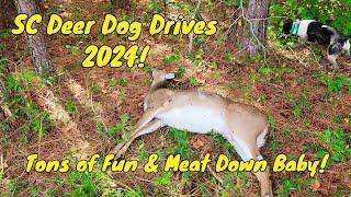 SC Deer Dog Drives 2024 Week 3... Back to the Old Cut-over