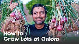 How to Grow a Ton of Onions  Plant & Grow Start to Finish