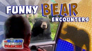 Top Funny Bear Encounters