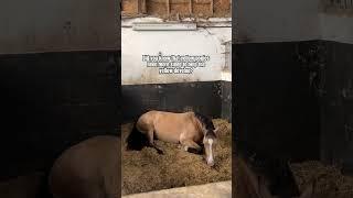 Why yellow ponies need more sleep