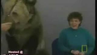 bear attacks woman