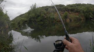 ¡Atrapando monstruos en la cienaga con perdigon truchas gigantes