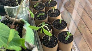 Toilet Paper Rolls into Seedling Pots