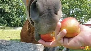 The ULTIMATE Cronchpilation  Horses Eating Apples ASMR