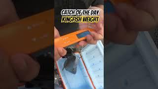 Weighing our biggest kingfish #biggest #caught #fishingtechniques #fishing #instagram #youtubeshorts