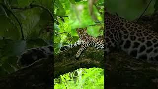 Leopards_of_the_Monsoon#animals