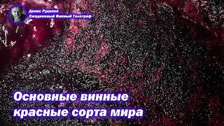 Основные винные красные сорта винограда