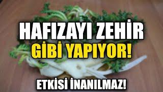 Hafızayı Zehir Gibi Yapan Mucize Bitki Etkisi İnanılmaz