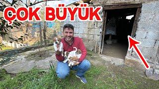 Jack Russell Hera Ve Yavrularının Yeni Mekanı