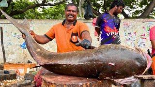 KASIMEDU  CHEETAH DURAI  42 KG GIANT BROWN COBIA FISH CUTTING VIDEO  IN KASIMEDU  FF CUTTING 