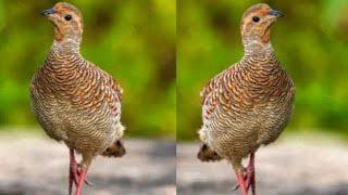 Teetar ki Awaaz  boli calling Partridge sounds Francolin voice #teetar #sounds #hunting #voice