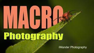 How to take Macro Photographs in your garden...