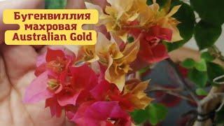 Бугенвиллия махровая Australian Gold