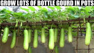 How to Grow Gourds at Home  FULL INFORMATION